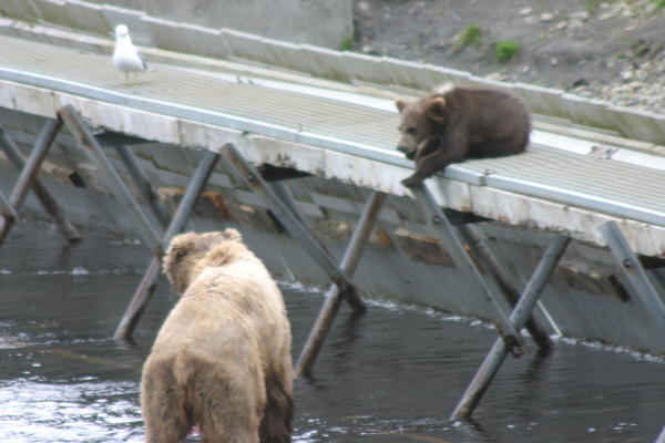 Bear Viewing Kodiak Island Alaska